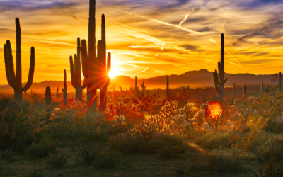 What Is The Difference Between Phoenix And Tucson?